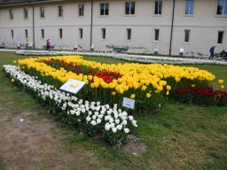 2025-Tulpen-Morges-7