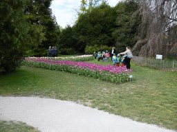 2025-Tulpen-Morges-8