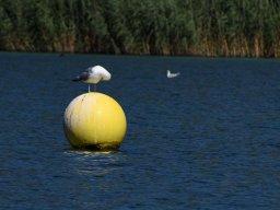 2024-Neuenburgersee-5