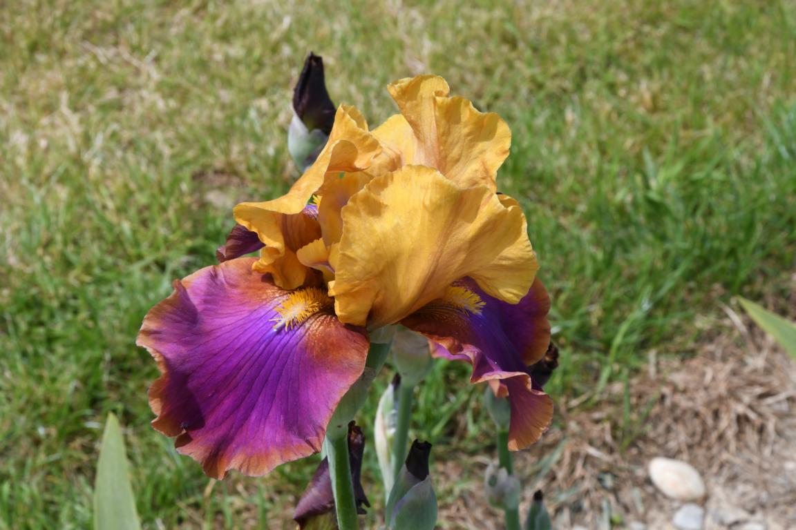 2020 Iris 90
