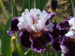 2020-Iris-1