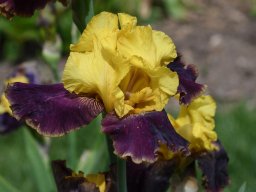 2020-Iris-10