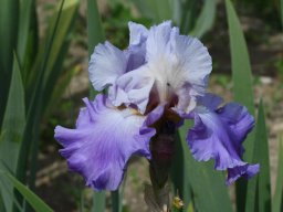 2020-Iris-11