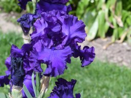 2020-Iris-12