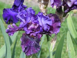 2020-Iris-13