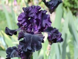2020-Iris-14