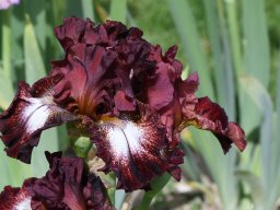2020-Iris-15
