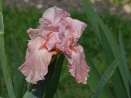 2020-Iris-16