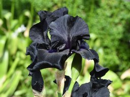 2020-Iris-17