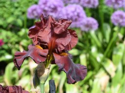 2020-Iris-18