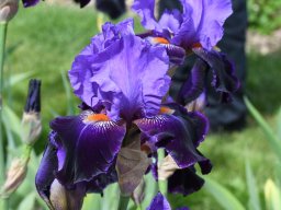 2020-Iris-19