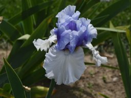 2020-Iris-2