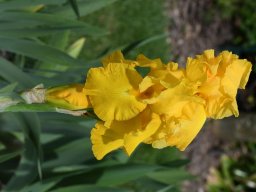 2020-Iris-20