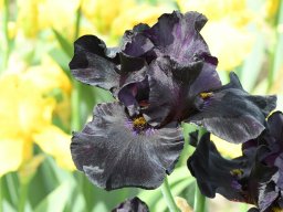 2020-Iris-21
