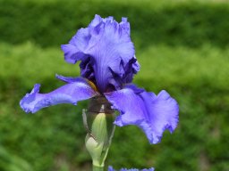 2020-Iris-22