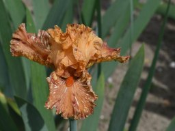 2020-Iris-23