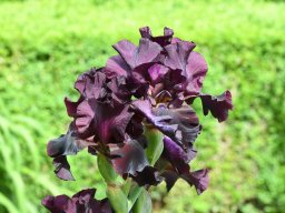 2020-Iris-24