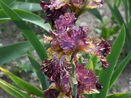 2020-Iris-26
