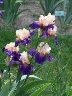 2020-Iris-27