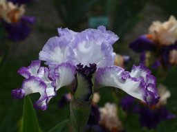 2020-Iris-28