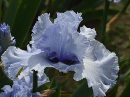 2020-Iris-29