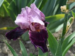 2020-Iris-3