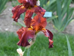 2020-Iris-30