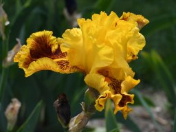 2020-Iris-31