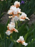 2020-Iris-32