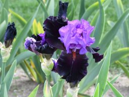 2020-Iris-33