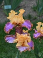 2020-Iris-34