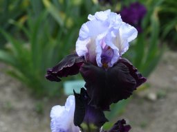 2020-Iris-36