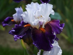 2020-Iris-37