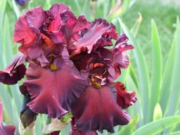 2020-Iris-38