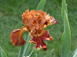 2020-Iris-39