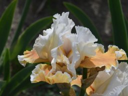 2020-Iris-4