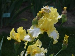 2020-Iris-40
