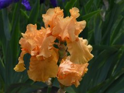 2020-Iris-41