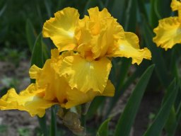 2020-Iris-42