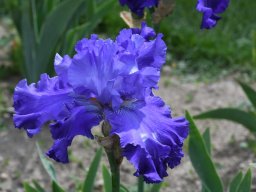 2020-Iris-43