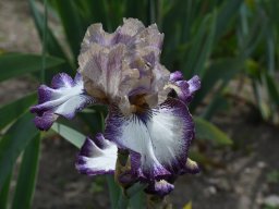 2020-Iris-44