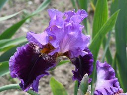 2020-Iris-45