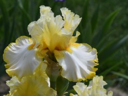 2020-Iris-46