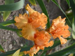 2020-Iris-47