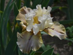 2020-Iris-48