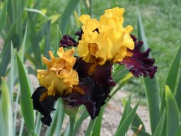 2020-Iris-49