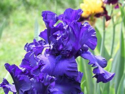 2020-Iris-5