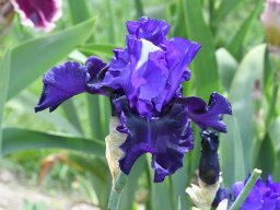 2020-Iris-50