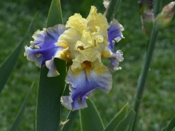 2020-Iris-51