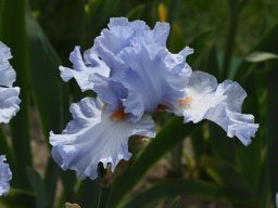 2020-Iris-52